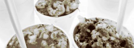 Food/Comida – a Central America overview